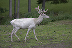 Fallow deer