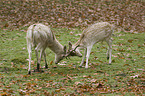 Fallow deer