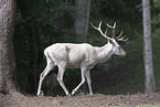 Fallow deer