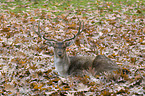 Fallow deer