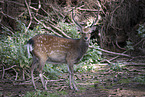 Fallow Deer