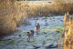 fallow deer