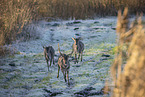 fallow deer
