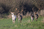 fallow deer