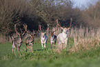 fallow deer