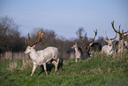 fallow deer