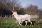 fallow deer
