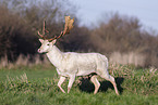 fallow deer