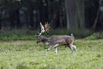 fallow deer