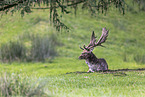 fallow deer