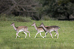 fallow deer
