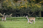fallow deer