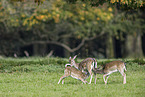 fallow deer