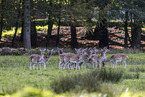 fallow deer
