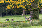 fallow deer