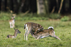 fallow deer