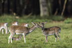fallow deer