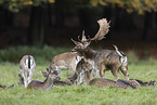 fallow deer