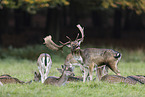 fallow deer