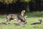 fallow deer