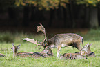fallow deer