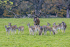 fallow deer