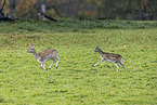 fallow deer