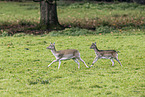 fallow deer