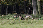 fallow deer