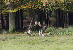 fallow deer