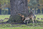 fallow deer