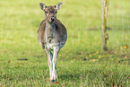 fallow deer