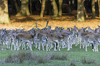 fallow deer