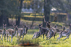 fallow deer