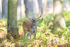 fallow deer