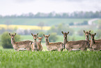 fallow deer
