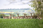 fallow deer