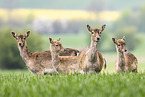 fallow deer