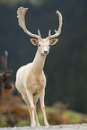 fallow deer