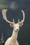 fallow deer