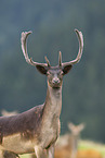 fallow deer