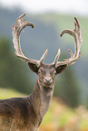 fallow deer