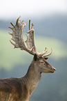 fallow deer