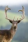 fallow deer