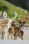 fallow deer