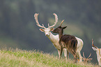 fallow deer