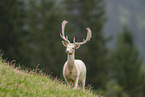 fallow deer