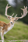 fallow deer