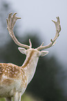 fallow deer