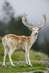 fallow deer